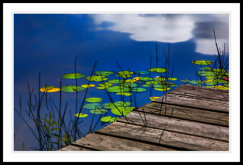 Lily pads and dock with reflections.